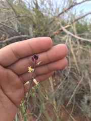 Streptanthus longirostris