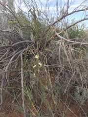 Streptanthus longirostris