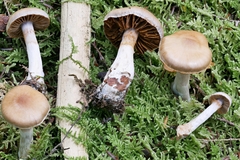 Cortinarius argenteopileatus