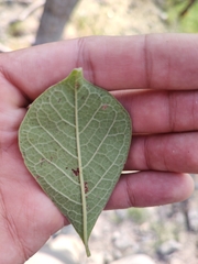 Bursera grandifolia