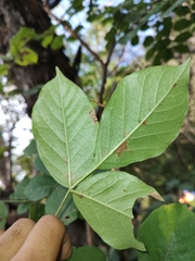 Bursera grandifolia