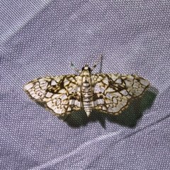 Hileithia