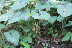 Xanthosoma sagittifolium