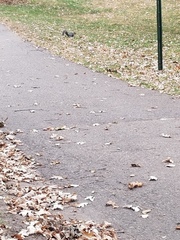 Sciurus carolinensis