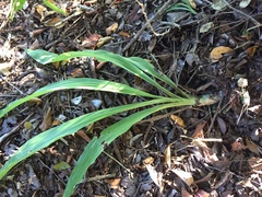 Catasetum integerrimum