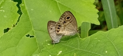 Ypthima huebneri