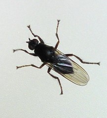 Coelopidae