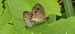 Ypthima huebneri