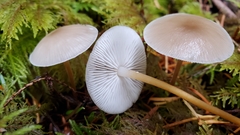 Strobilurus albipilatus