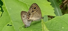 Ypthima huebneri