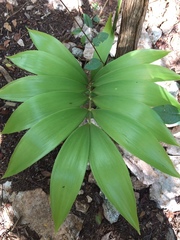 Zamia prasina