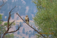 Buteo jamaicensis