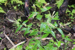 Buddleja asiatica, recorded flowering