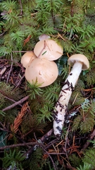 Cortinarius citrinifolius