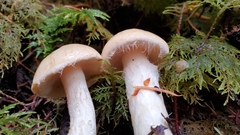 Cortinarius citrinifolius