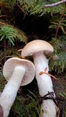 Cortinarius citrinifolius