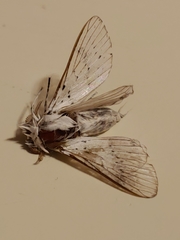 Artace cribrarius