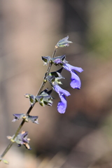 Salvia lycioides