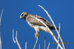 Buteo jamaicensis