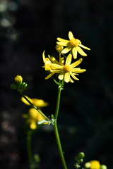 Packera millelobata