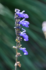 Salvia lycioides
