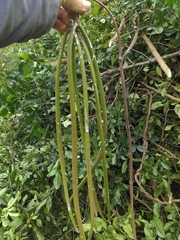 Mandevilla veraguasensis