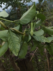 Mandevilla veraguasensis
