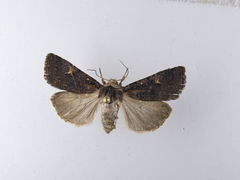 Proteuxoa tetronycha