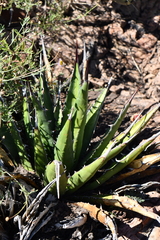 Agave × glomeruliflora