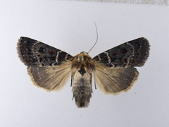Proteuxoa sanguinipuncta