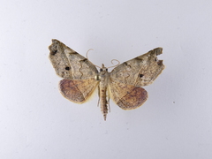 Ischalis gallaria