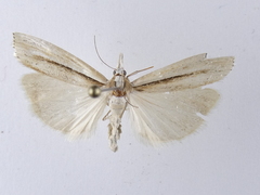 Orocrambus ramosellus