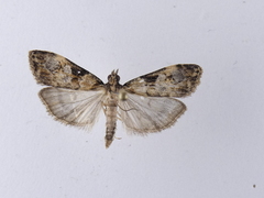 Scoparia acharis