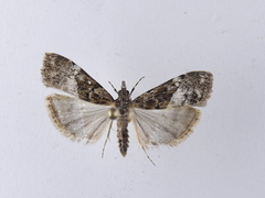 Eudonia dinodes