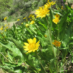 Wyethia angustifolia