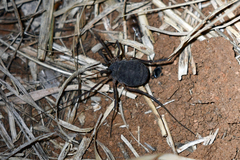 Eumesosoma