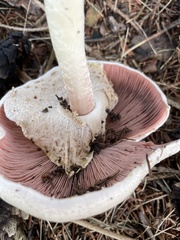 Agaricus