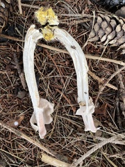 Agaricus