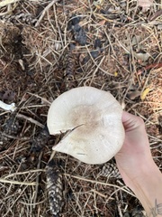 Agaricus