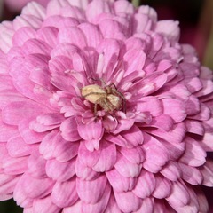 Oxyopes punctatus