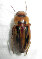 Bradybaenus opulentus