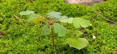 Biophytum sensitivum