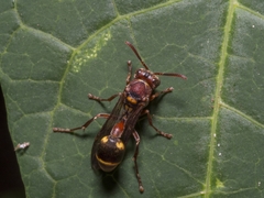 Ropalidia mathematica