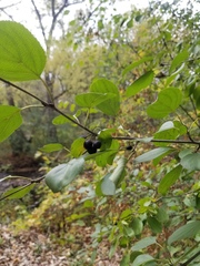 Rhamnus cathartica