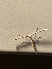 Oidaematophorini