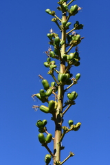 Agave × glomeruliflora