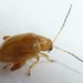 Ragwort Flea Beetle - Photo (c) Callan Bird, some rights reserved (CC BY), uploaded by Callan Bird