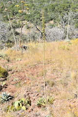 Agave × glomeruliflora