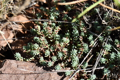 Sedum havardii
