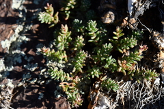 Sedum havardii